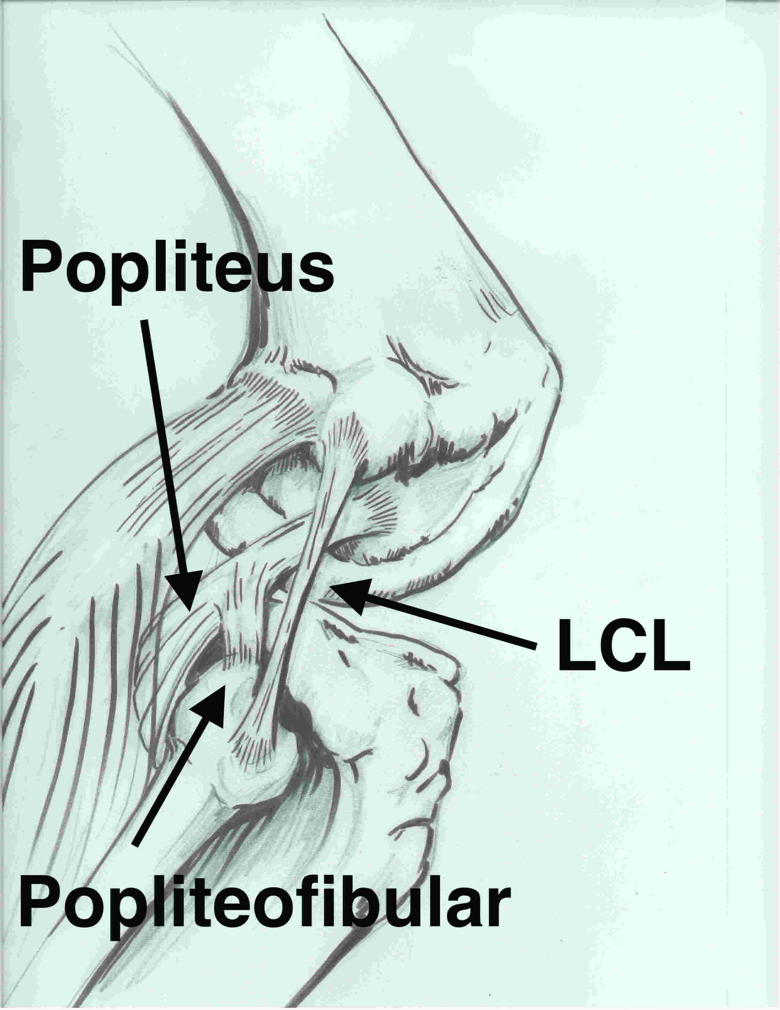 Popliteofibular ligament